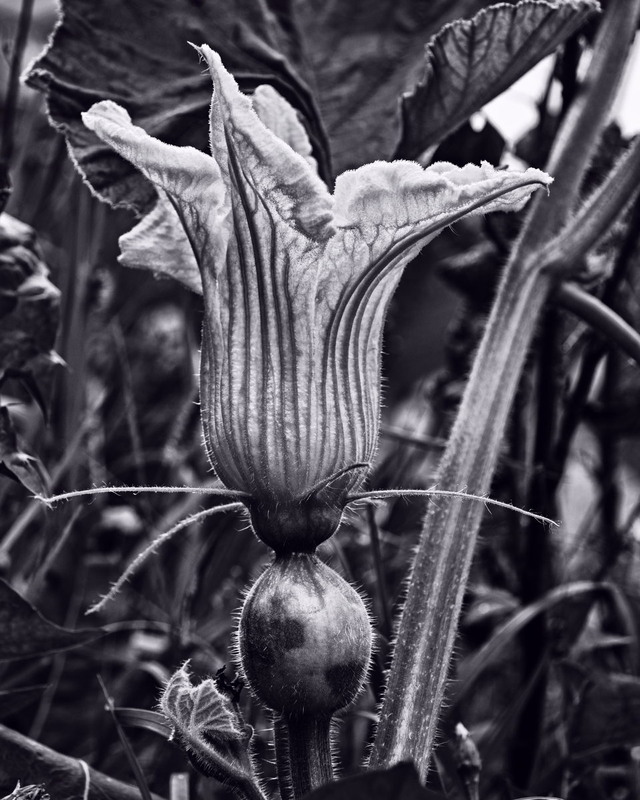Фотографія Форма вази у природі / Андрій Майковський / photographers.ua