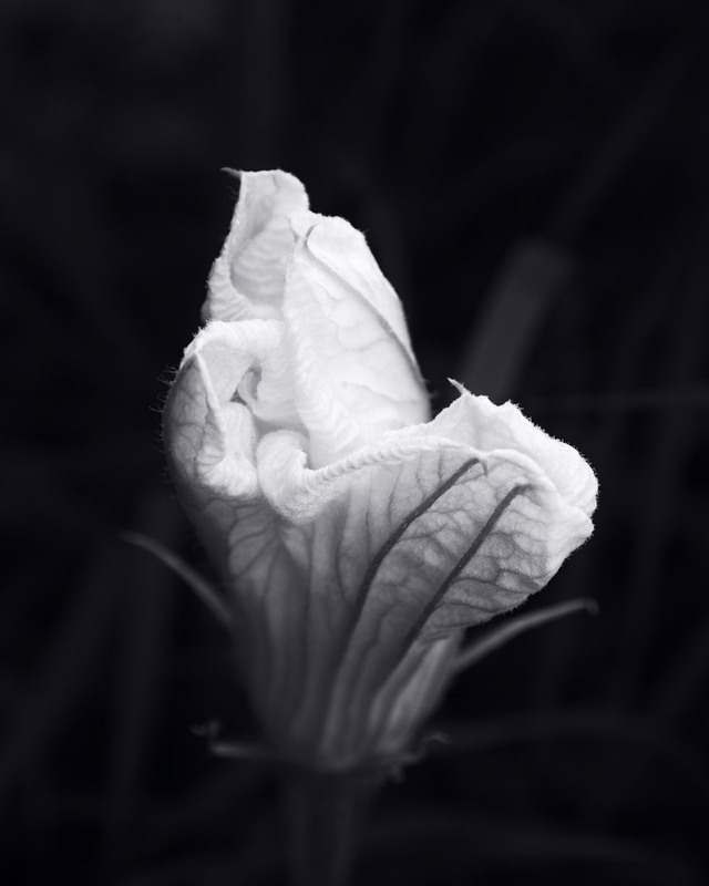 Фотографія Tenderness / Андрій Майковський / photographers.ua