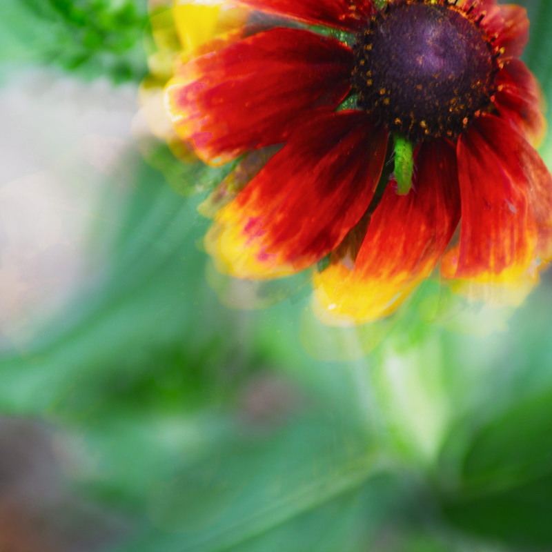 Фотографія …Flying Away / Андрій Майковський / photographers.ua