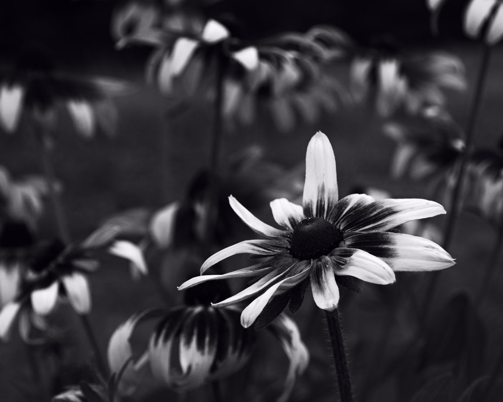 Фотографія Квітка в монохромі / Андрій Майковський / photographers.ua