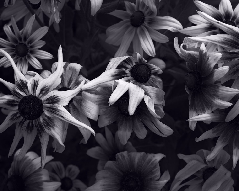 Фотографія Ніжне торкання / Андрій Майковський / photographers.ua