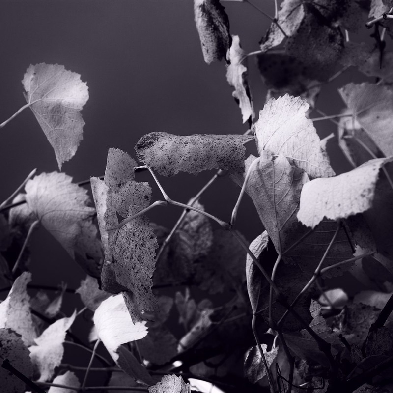 Фотографія Світло глибокої осені / Андрій Майковський / photographers.ua