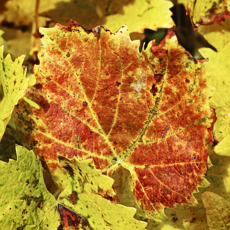 Фотографія Colourful Abstract / Андрій Майковський / photographers.ua