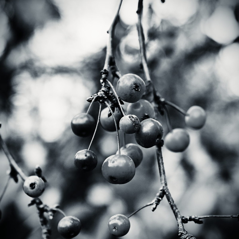 Фотографія Осінній настрій / Андрій Майковський / photographers.ua