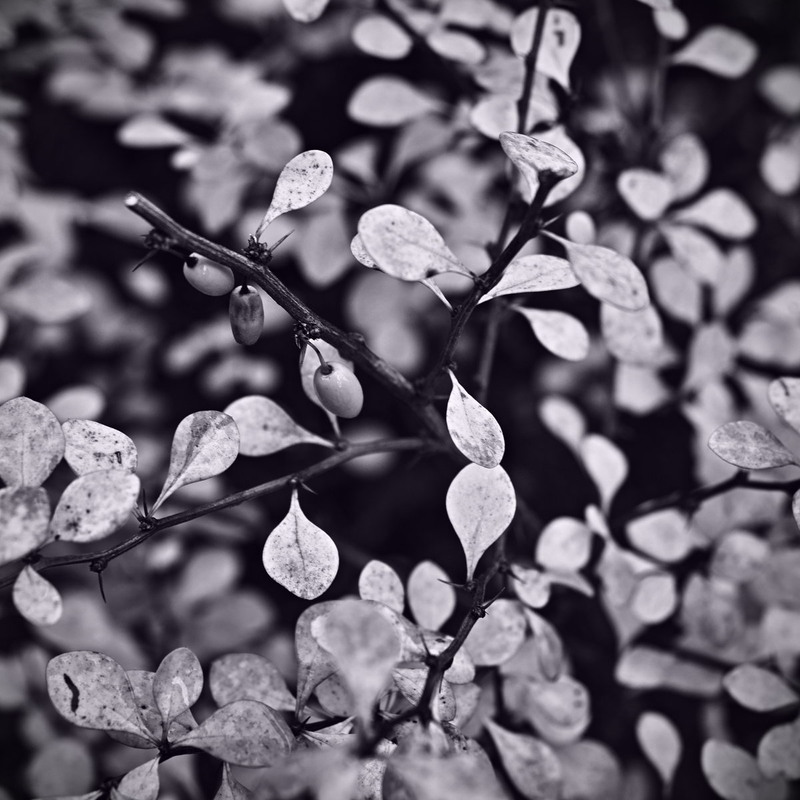 Фотографія Три ягоди (Ностальгія) / Андрій Майковський / photographers.ua