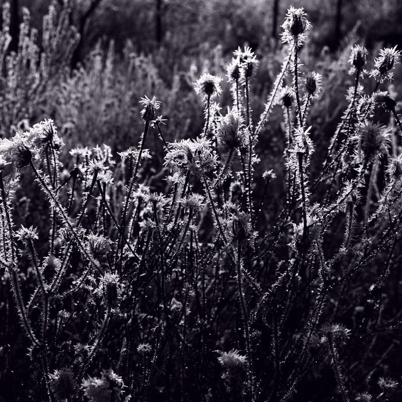 Фотографія Мороз і світло / Андрій Майковський / photographers.ua