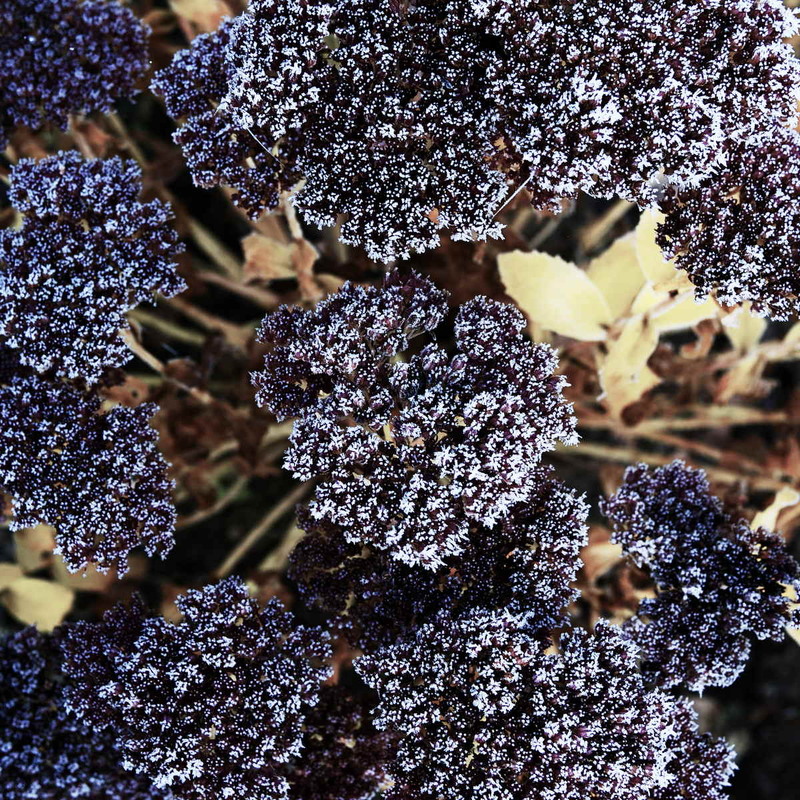 Фотографія Морозні квіти / Андрій Майковський / photographers.ua