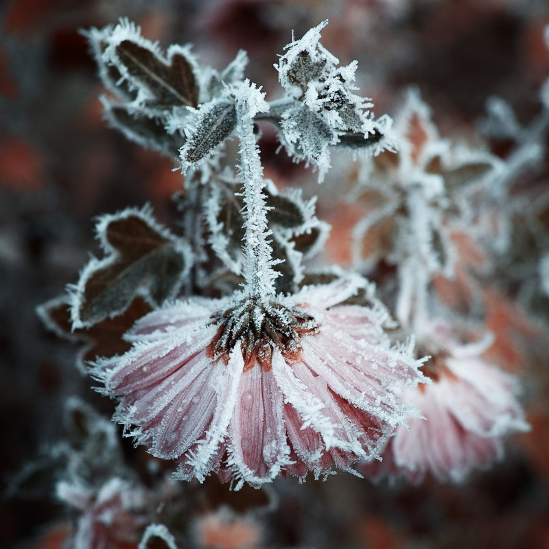 Фотографія Змерзла краса / Андрій Майковський / photographers.ua
