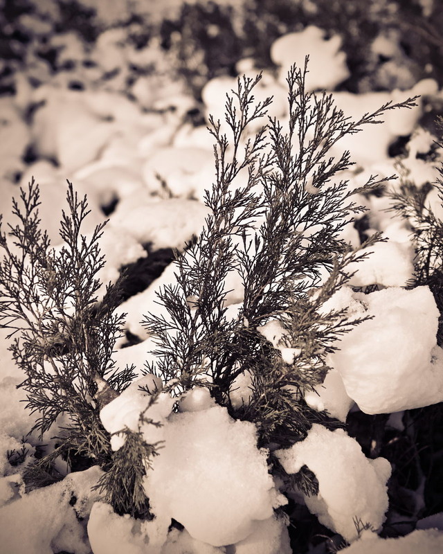 Фотографія Зимовий натюрморт / Андрій Майковський / photographers.ua