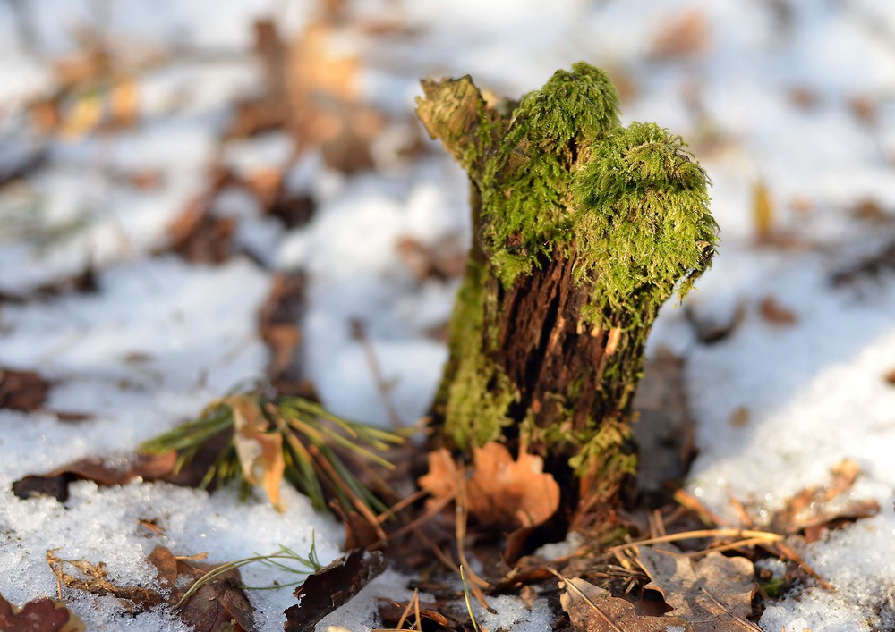 Фотографія Лесной мамонтёнок :) / Коханна / photographers.ua