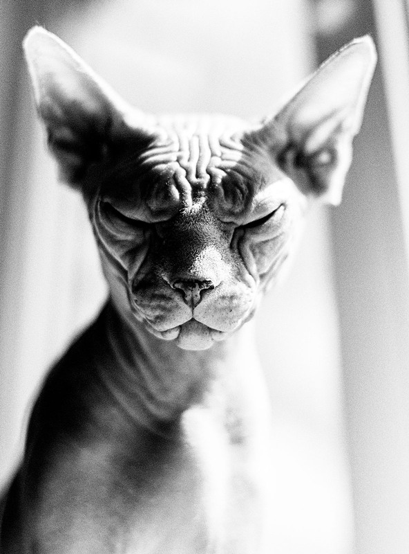 Фотографія Животные / Анна Ю / photographers.ua