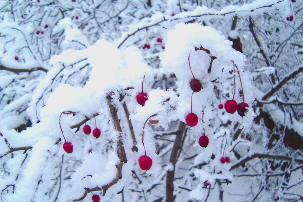 Фотографія Ягоды под снегом / Андрей Москаленко / photographers.ua