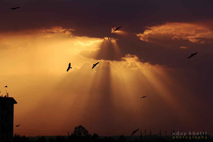 Фотографія sun with bird / Uday Khatri / photographers.ua