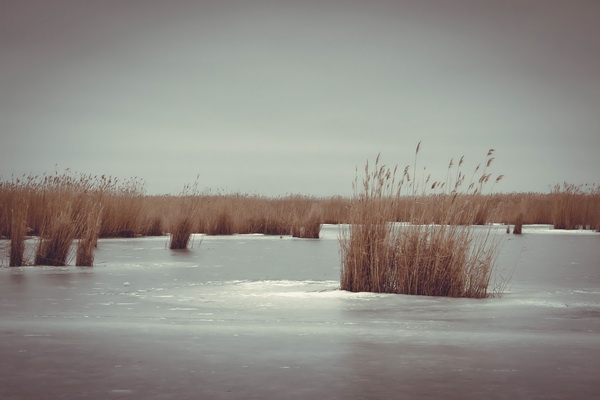 Фотографія «Камыш во льду» / Елена Горячева / photographers.ua