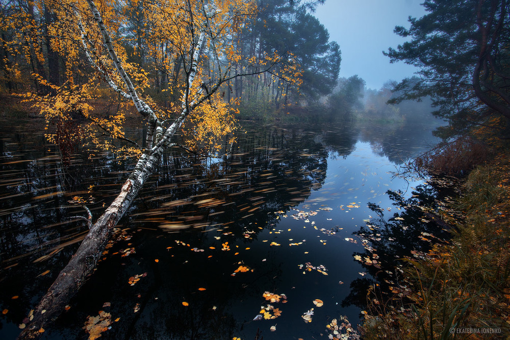 Фотографія Осень рисует красоту... / Екатерина Ионенко / photographers.ua