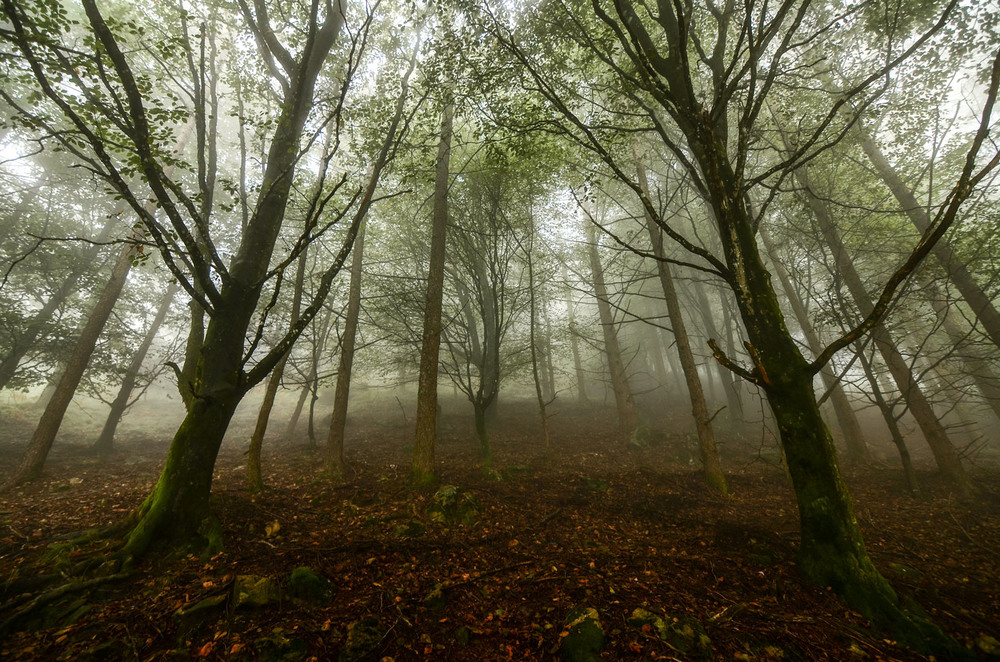 Фотографія Песнь туманного леса / gunar / photographers.ua