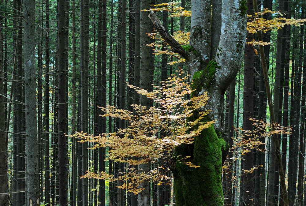Фотографія Кажуть, за лісом дерева не побачиш. Не той випадок / gunar / photographers.ua