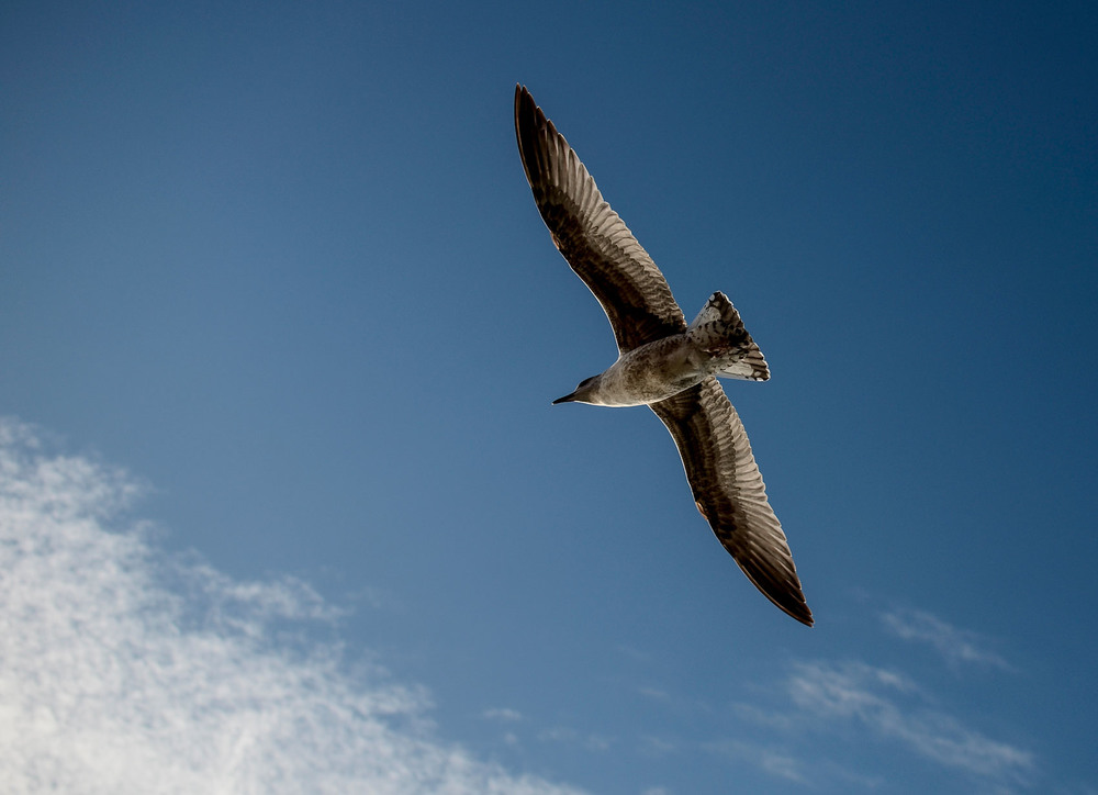 Фотографія Парит в небесах вольной птицей / gunar / photographers.ua