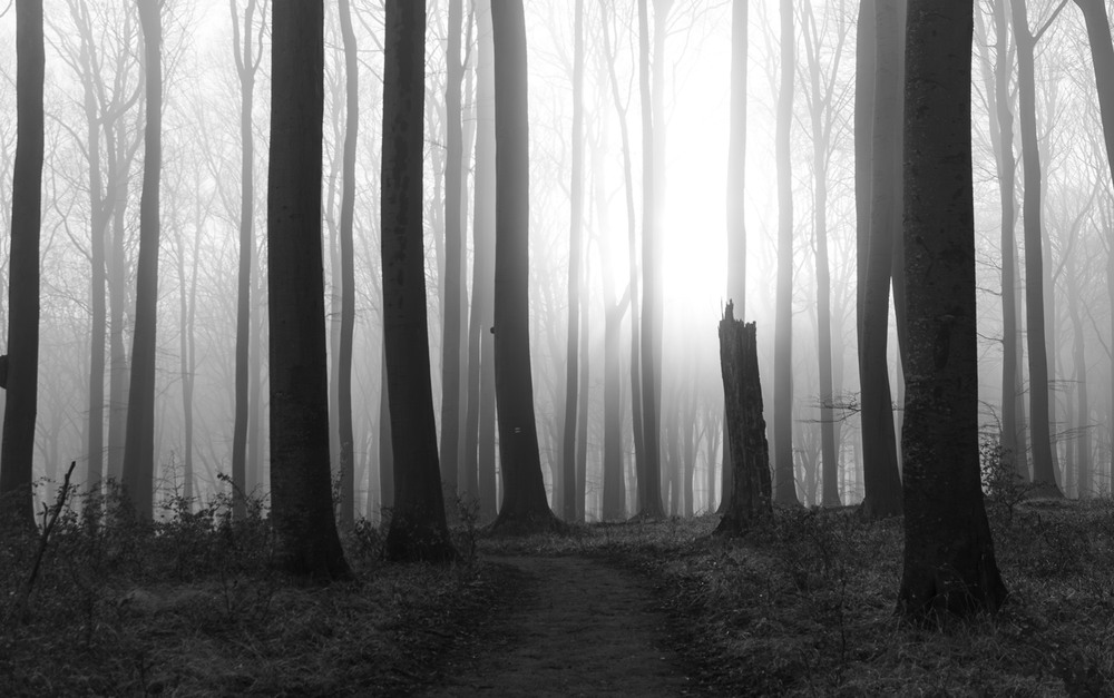 Фотографія Таємниці острова Рюген / gunar / photographers.ua