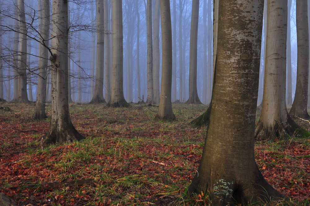 Фотографія Штрих код острова Рюген / gunar / photographers.ua