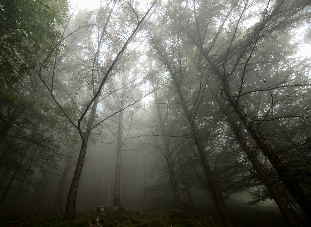 Фотографія Forest of fog / gunar / photographers.ua
