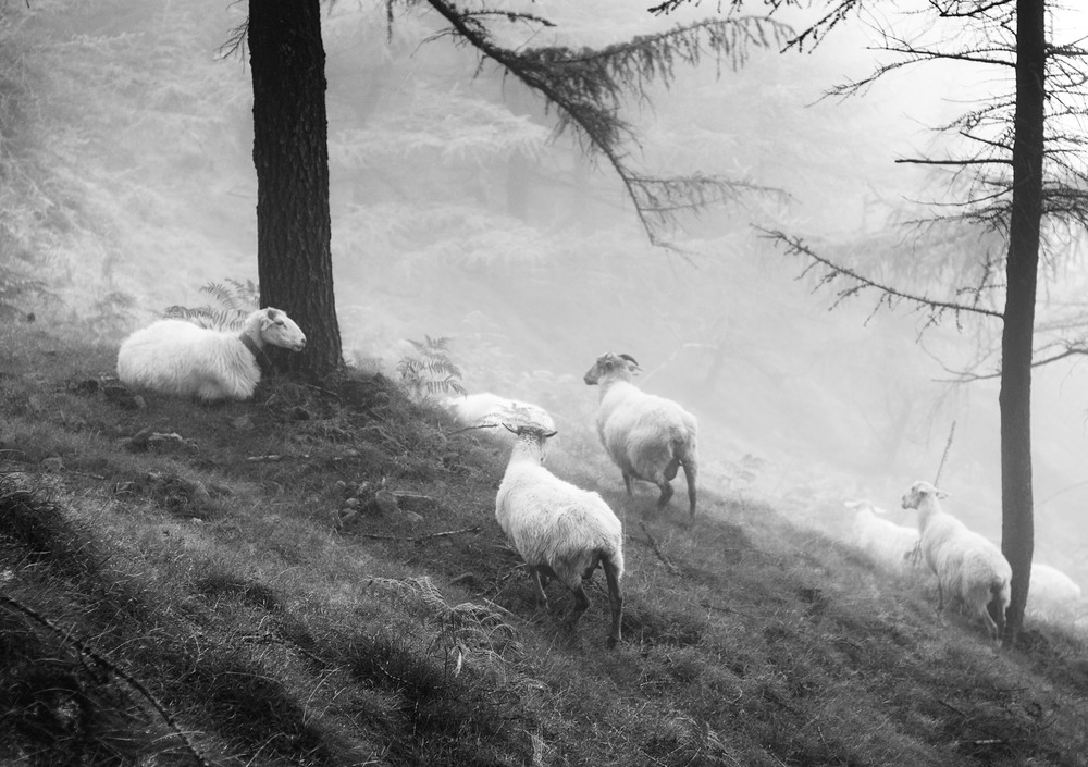 Фотографія Овцы без пастыря / gunar / photographers.ua