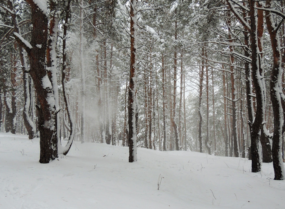 Фотографія Снежный ветер / Ninelle / photographers.ua