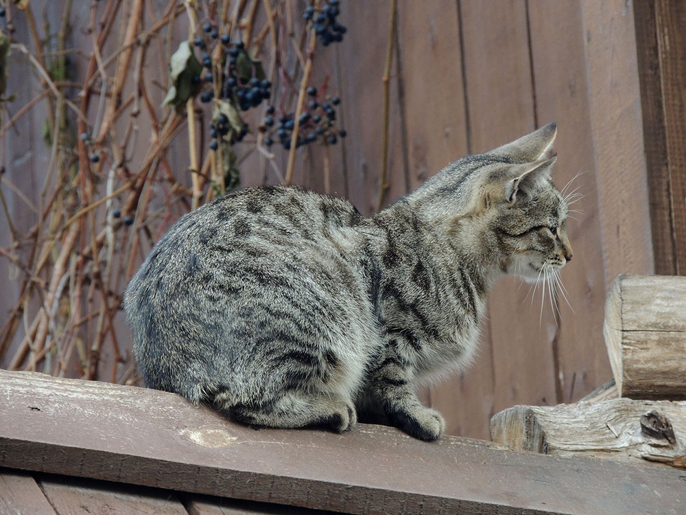 Фотографія Никуда не спешащая, за нами наблюдающая) / Ninelle / photographers.ua