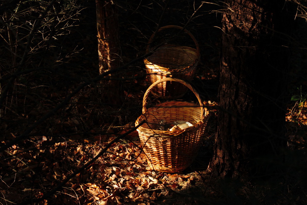 Фотографія грибники / Lena Baran / photographers.ua