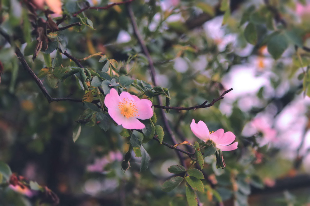 Фотографія Spring is coming / Lena Baran / photographers.ua