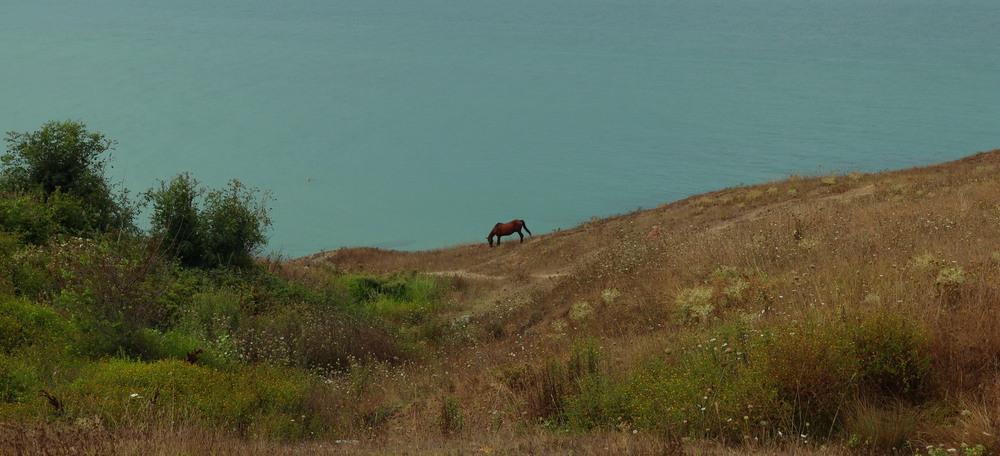 Фотографія Морський коник / Lena Baran / photographers.ua