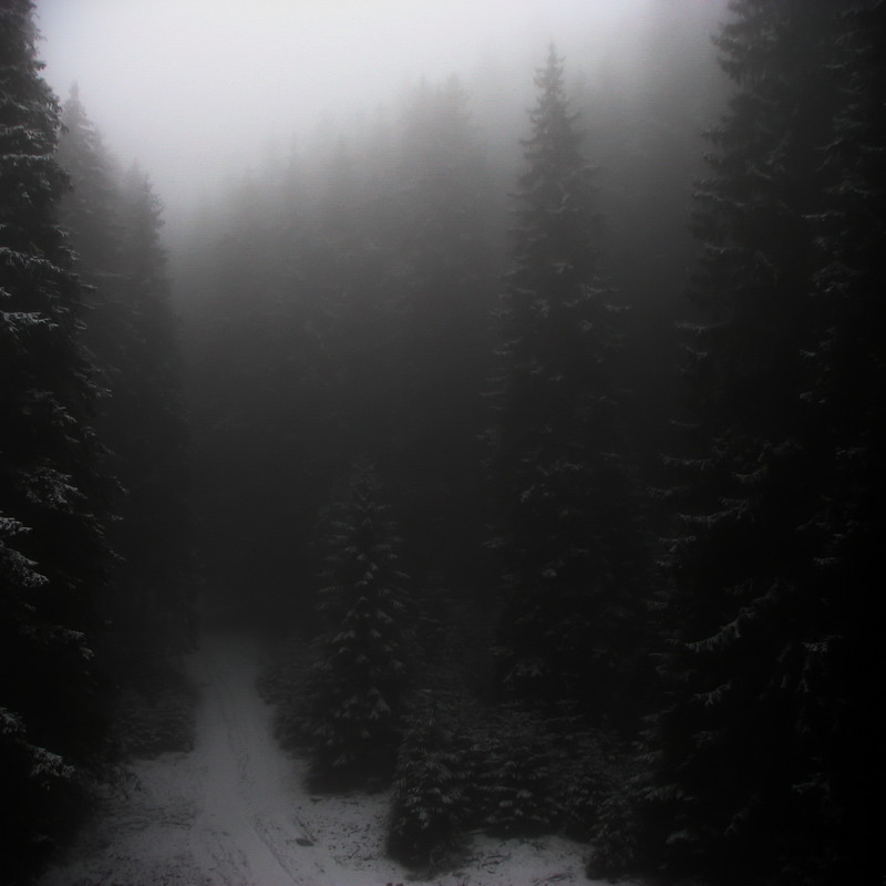 Фотографія Татрський ліс / Lena Baran / photographers.ua