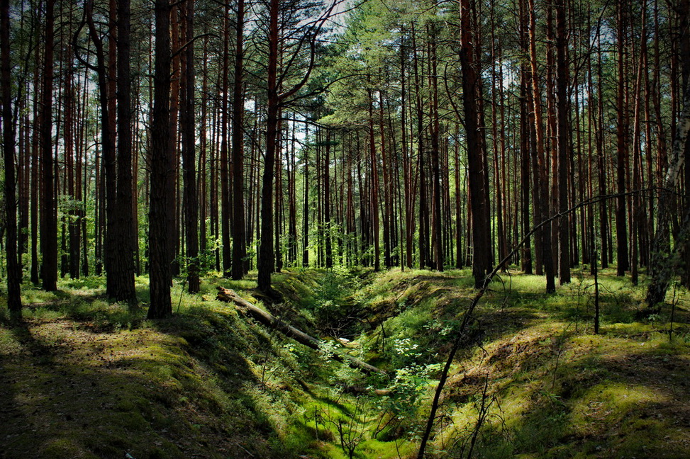 Фотографія Казки Полісся / Lena Baran / photographers.ua