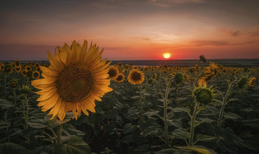 Фотографія Солнечный цветок / vadlen v / photographers.ua