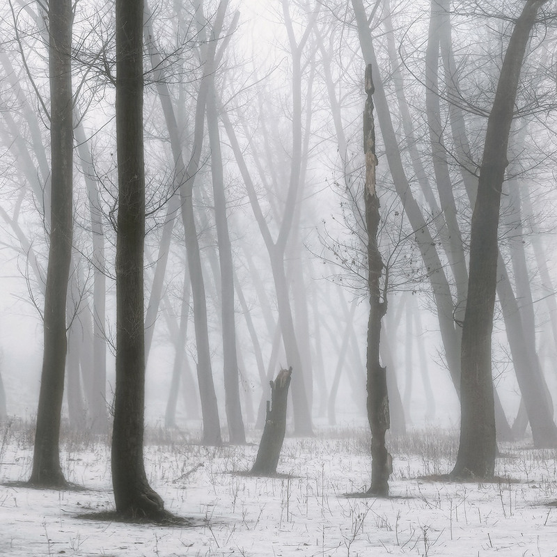 Фотографія Зимний туман / vadlen v / photographers.ua
