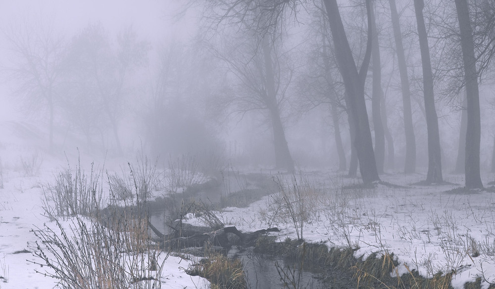 Фотографія В туман за ежиком... / vadlen v / photographers.ua