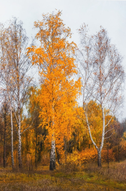 Фотографія Золотая осень / vadlen v / photographers.ua