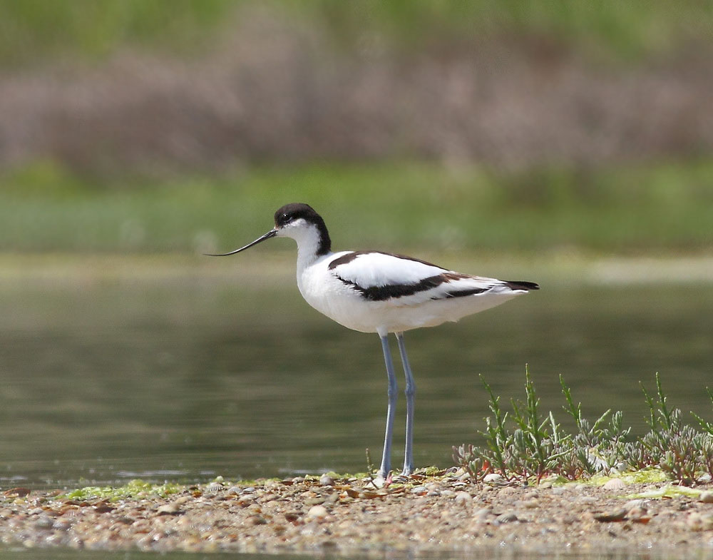 Фотографія Кулик чоботар / Ралдугіна Оксана / photographers.ua