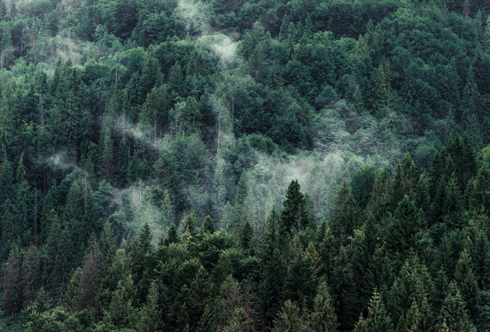 Фотографія Дихання лісу / Олександр Кулик / photographers.ua