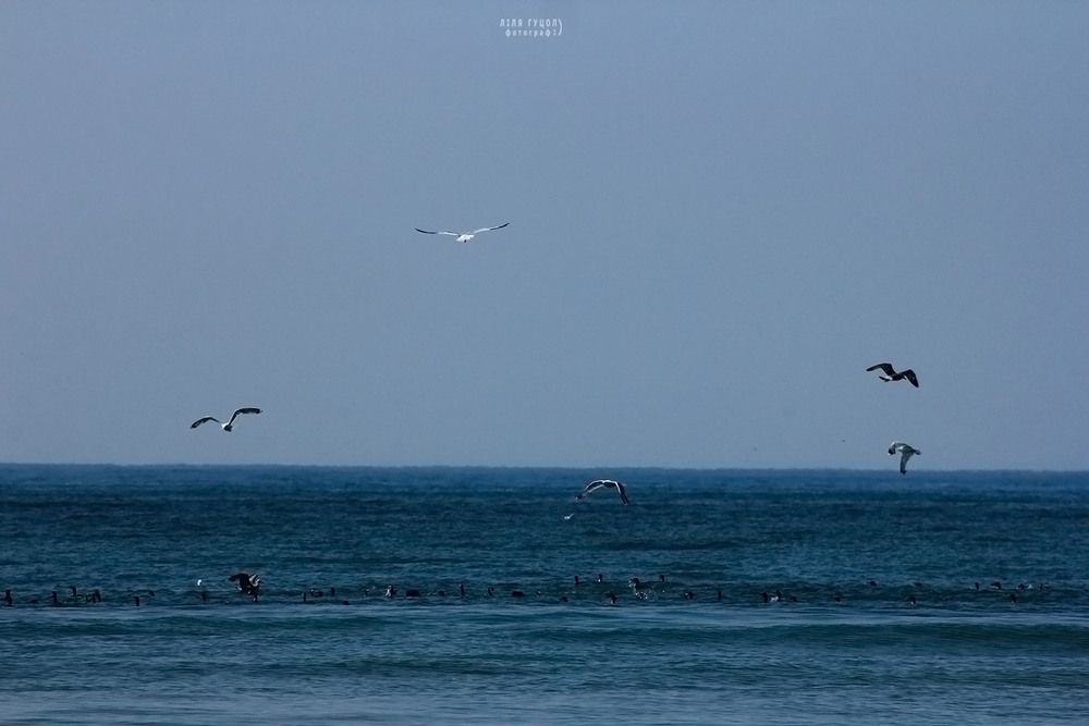 Фотографія море і чайки / Ліля Гуцол / photographers.ua