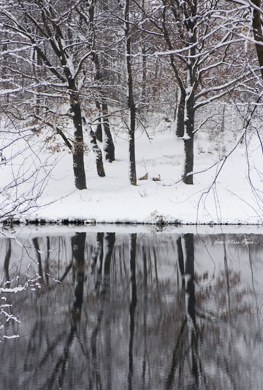 Фотографія зима / Ліля Гуцол / photographers.ua