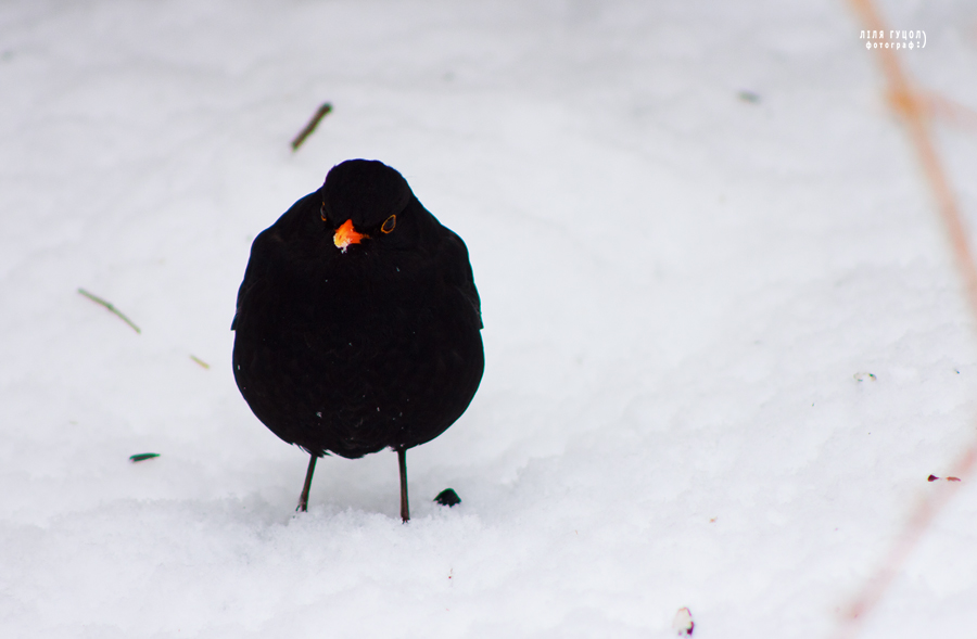 Фотографія пташка на снігу / Ліля Гуцол / photographers.ua