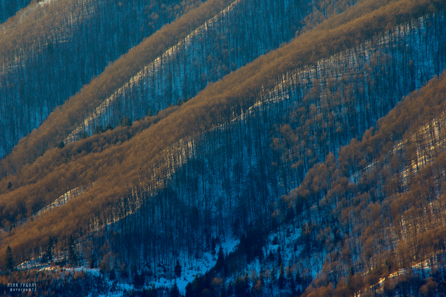 Фотографія гірський ліс / Ліля Гуцол / photographers.ua