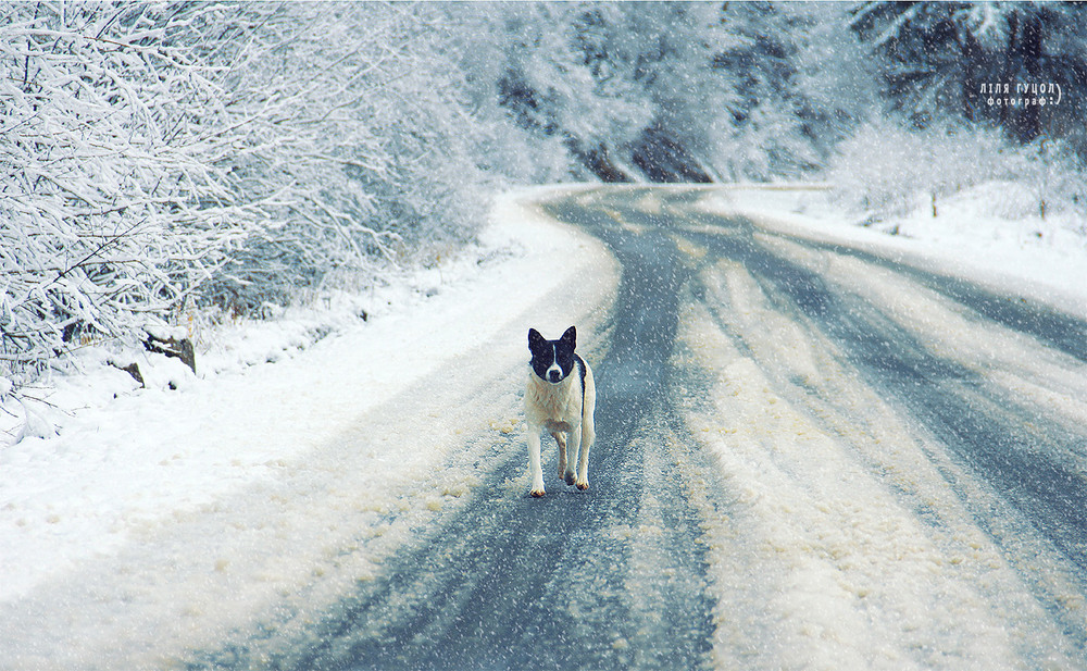 Фотографія дорога в зиму / Ліля Гуцол / photographers.ua