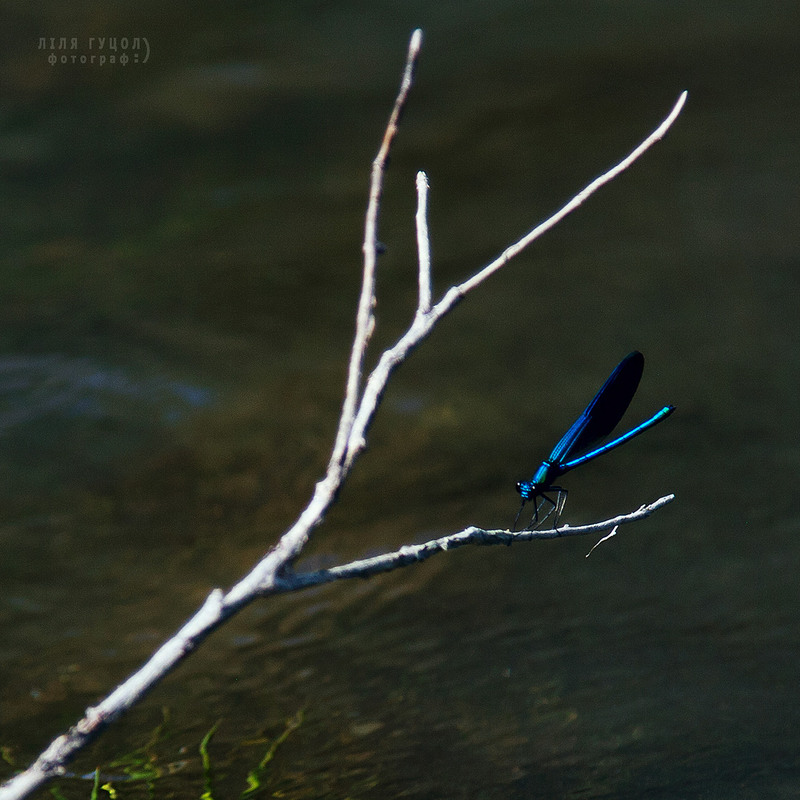 Фотографія синя комаха / Ліля Гуцол / photographers.ua