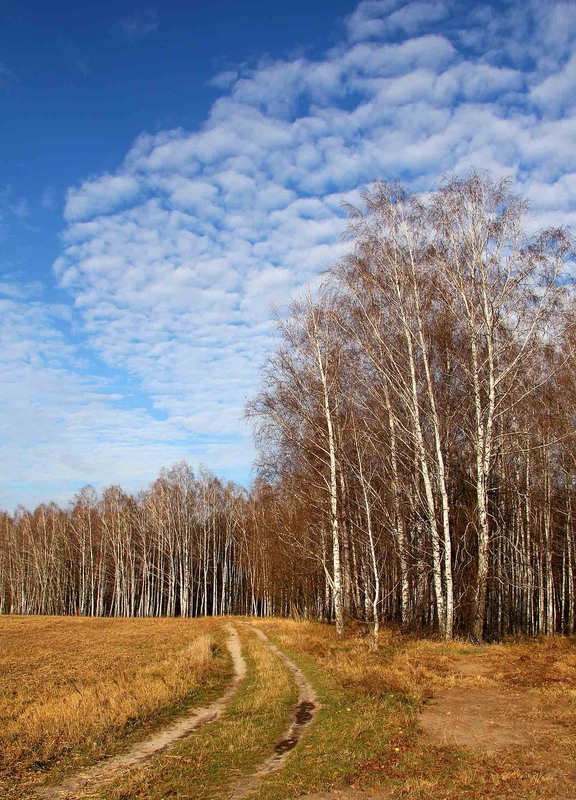 Фотографія Последний день осени / Олег Бобылев / photographers.ua