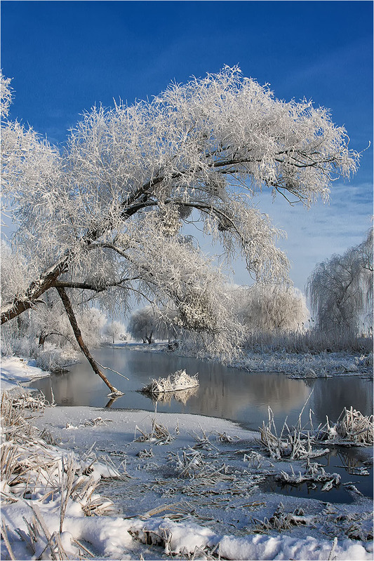 Фотографія Склонившись над зимней речкой / Alexandr Slepcowski / photographers.ua