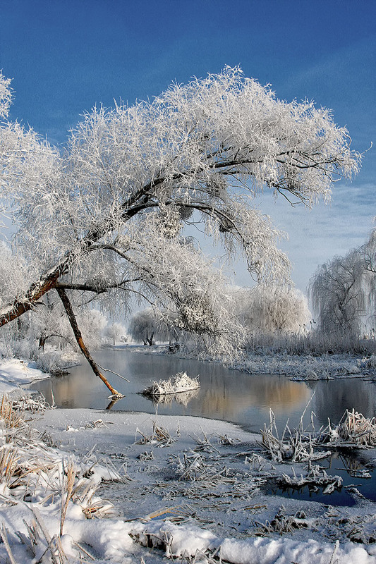 Фотографія Склонившись над зимней рекой / Alexandr Slepcowski / photographers.ua