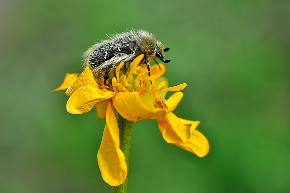 Фотографія Макро / Viktoriya Bilan / photographers.ua