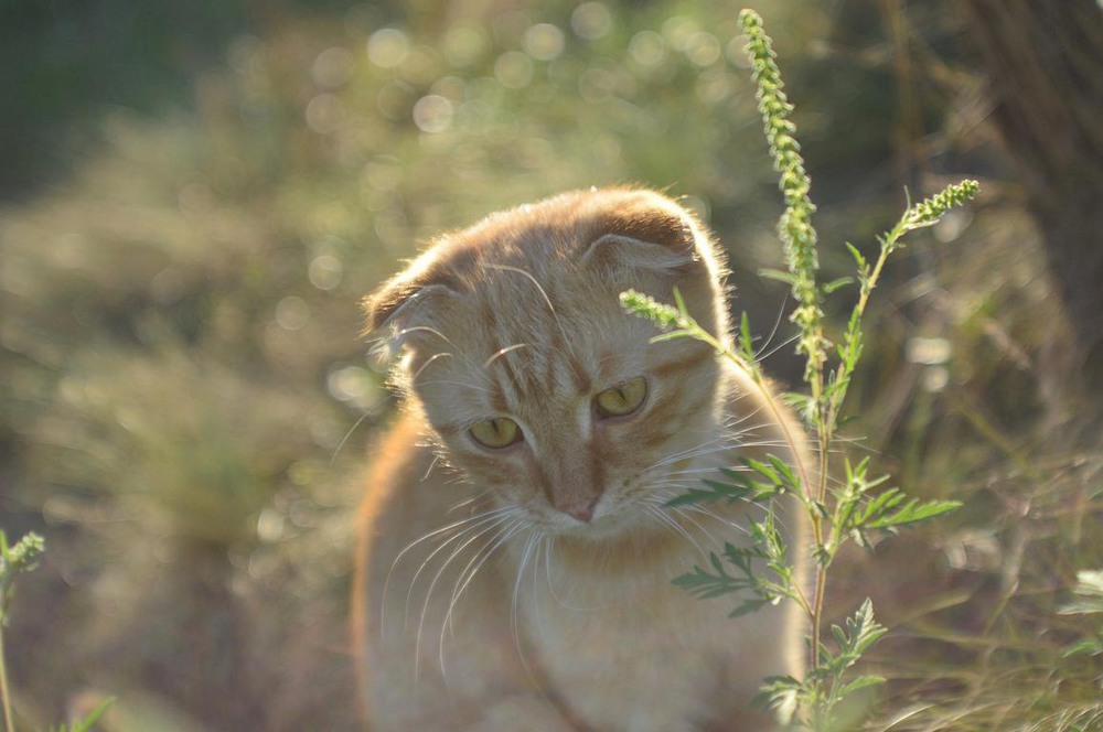 Фотографія грусный котик / Viktoriya Bilan / photographers.ua